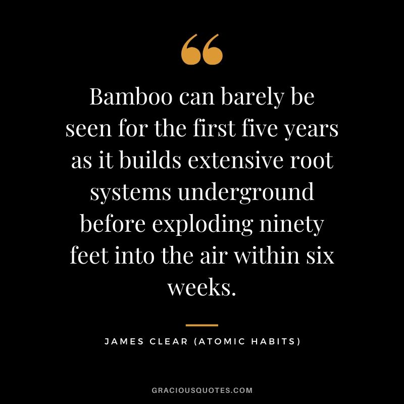 Bamboo can barely be seen for the first five years as it builds extensive root systems underground before exploding ninety feet into the air within six weeks.