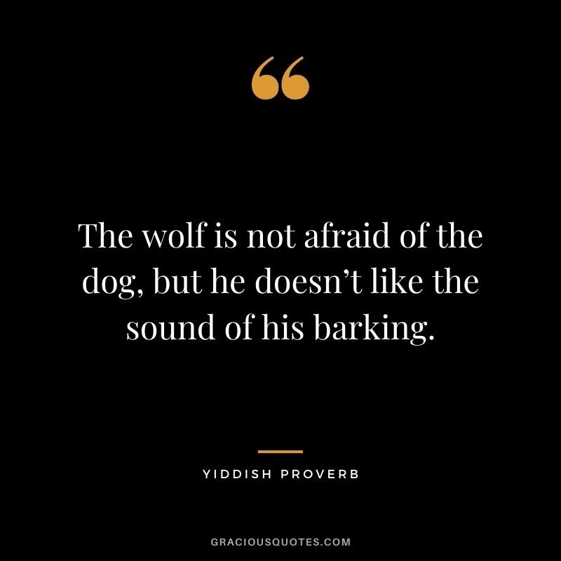 The wolf is not afraid of the dog, but he doesn’t like the sound of his barking.