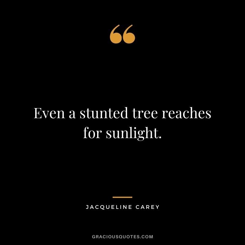 Even a stunted tree reaches for sunlight.