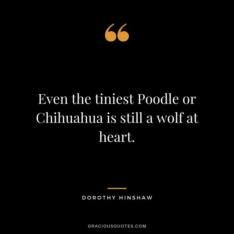 Even the tiniest Poodle or Chihuahua is still a wolf at heart. - Dorothy Hinshaw