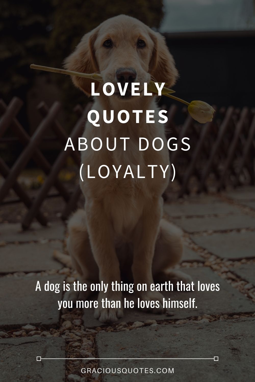 Lovely Quotes About Dogs (LOYALTY) - Gracious Quotes