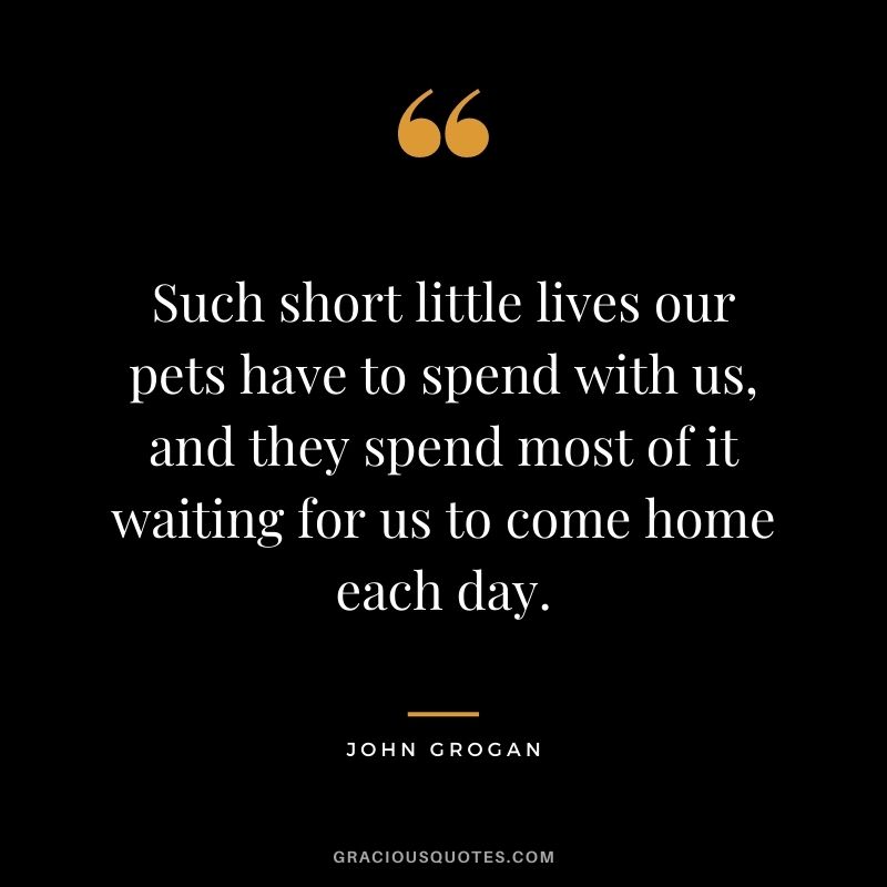Such short little lives our pets have to spend with us, and they spend most of it waiting for us to come home each day. – John Grogan