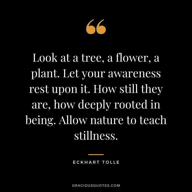 Look at a tree, a flower, a plant. Let your awareness rest upon it. How still they are, how deeply rooted in being. Allow nature to teach stillness. - Eckhart Tolle