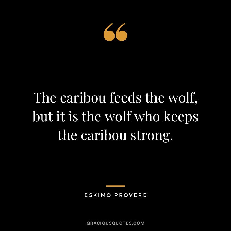 The caribou feeds the wolf, but it is the wolf who keeps the caribou strong.