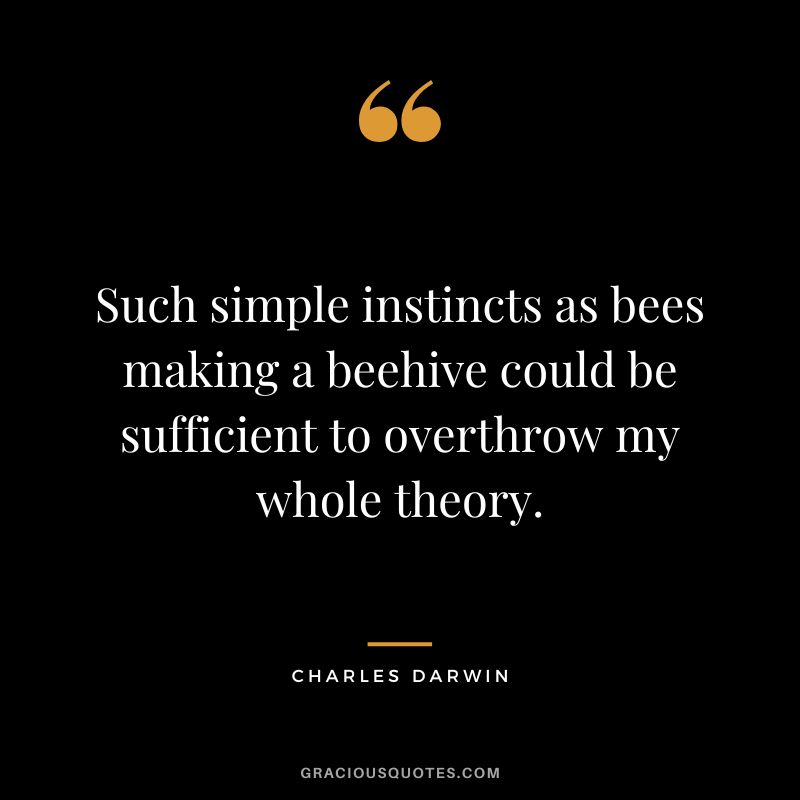 Such simple instincts as bees making a beehive could be sufficient to overthrow my whole theory.