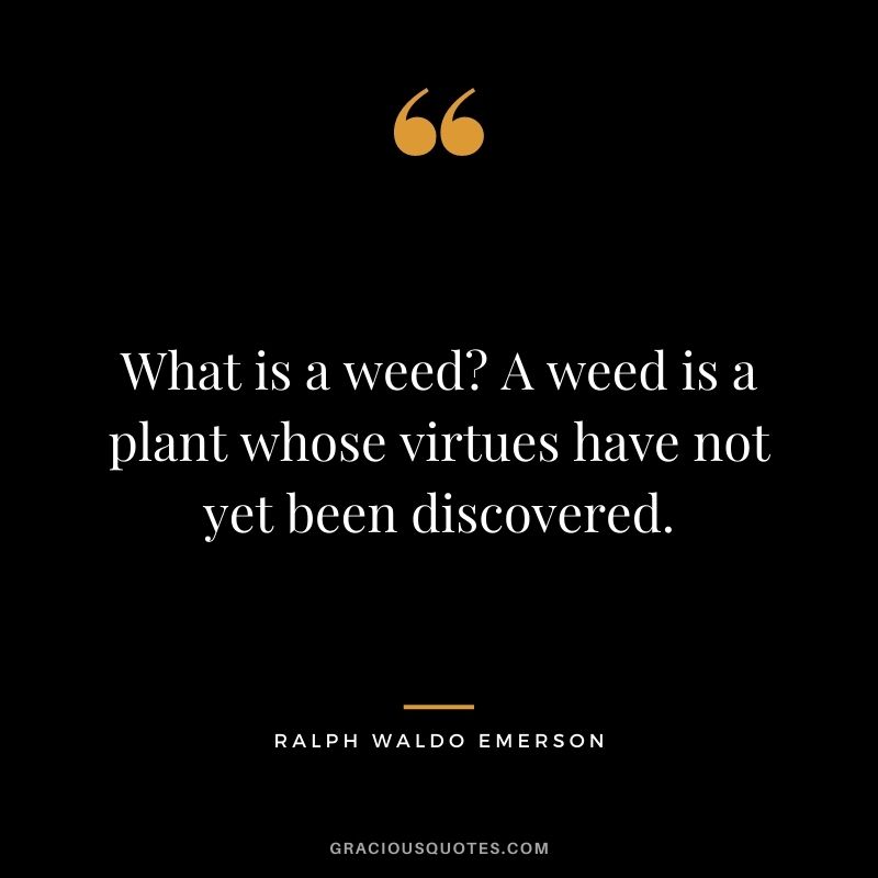 What is a weed A weed is a plant whose virtues have not yet been discovered. - Ralph Waldo Emerson