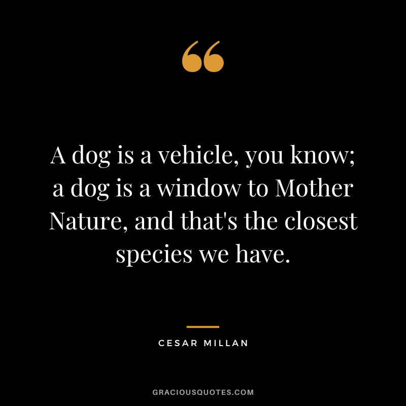 A dog is a vehicle, you know; a dog is a window to Mother Nature, and that's the closest species we have. - Cesar Millan