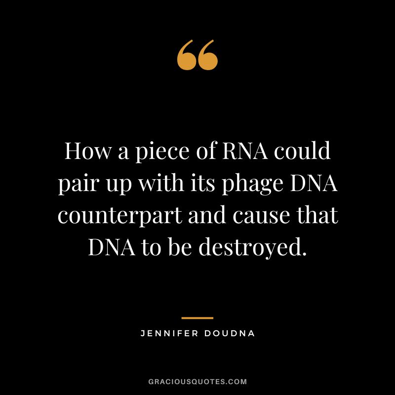 How a piece of RNA could pair up with its phage DNA counterpart and cause that DNA to be destroyed.
